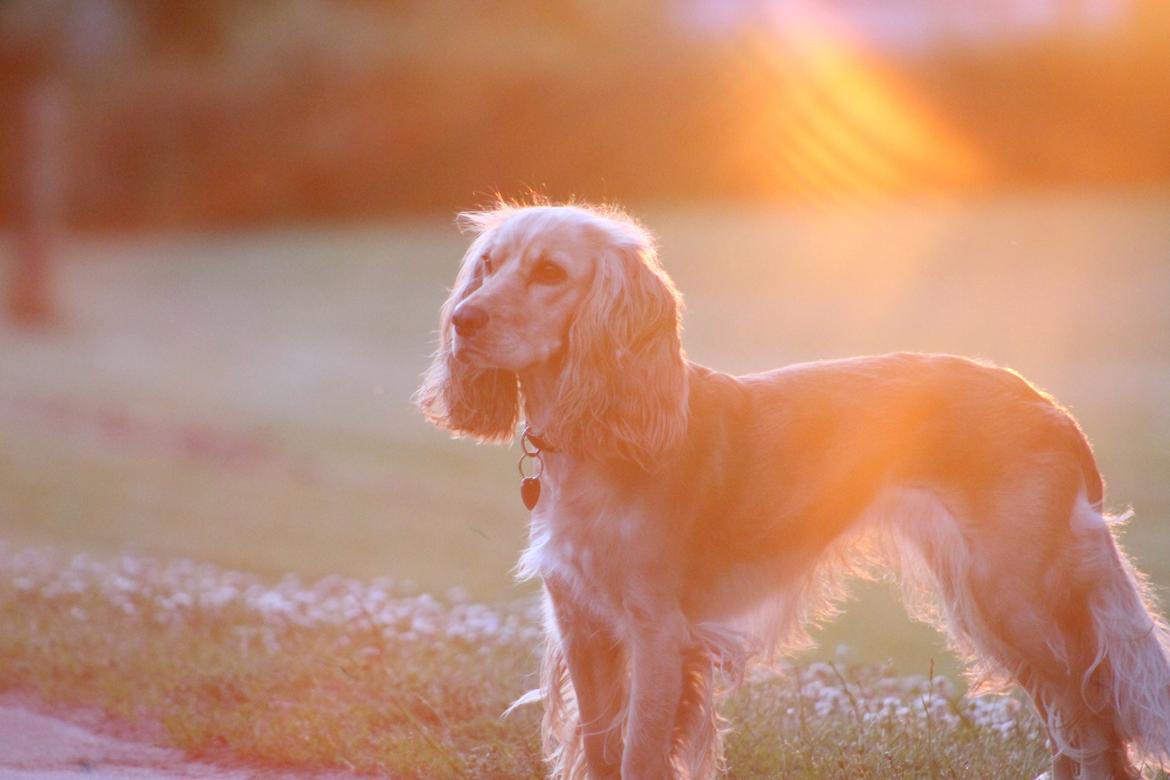 Cocker spaniel Cocio  - Velkommen til Cocio's profil// Cocio i solnedgang billede 2