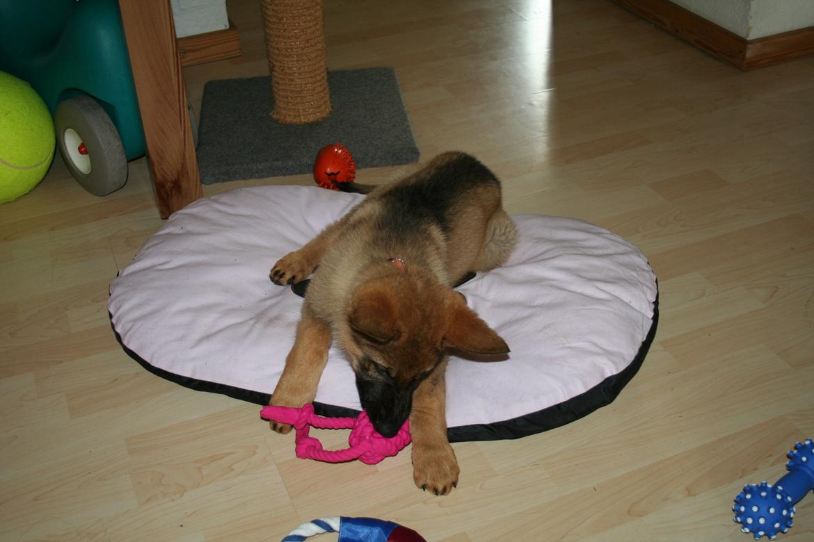 Schæferhund Team Englund`s Cookie billede 19