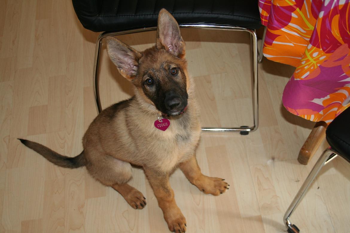 Schæferhund Team Englund`s Cookie billede 21