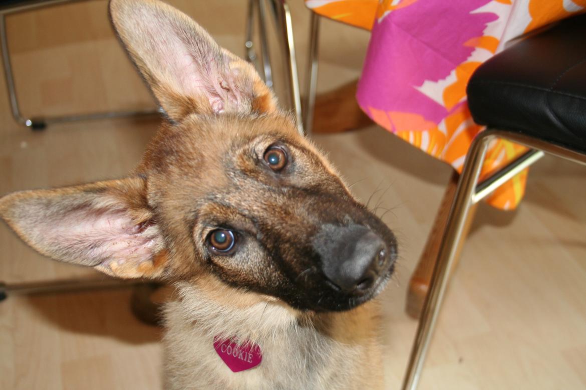 Schæferhund Team Englund`s Cookie billede 1