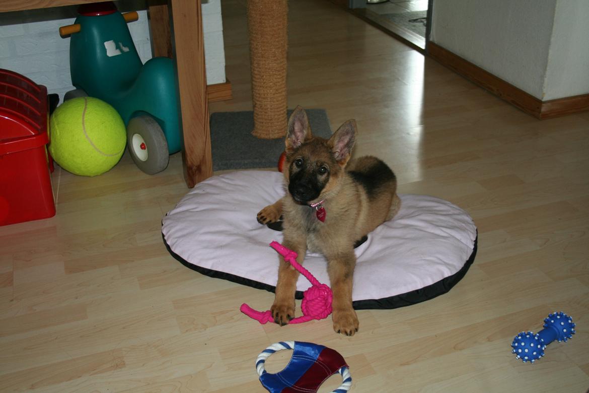 Schæferhund Team Englund`s Cookie billede 20
