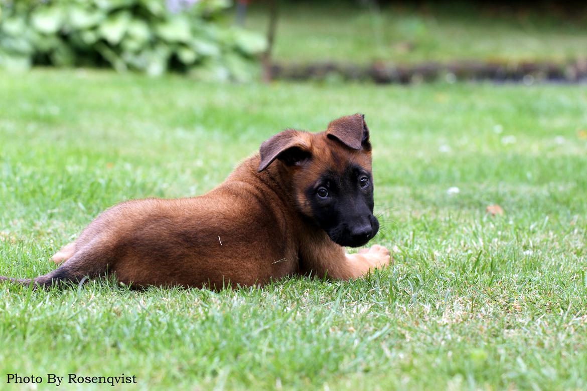 Malinois Mallesmedens 007 (kaldenavn: Ecco). billede 7