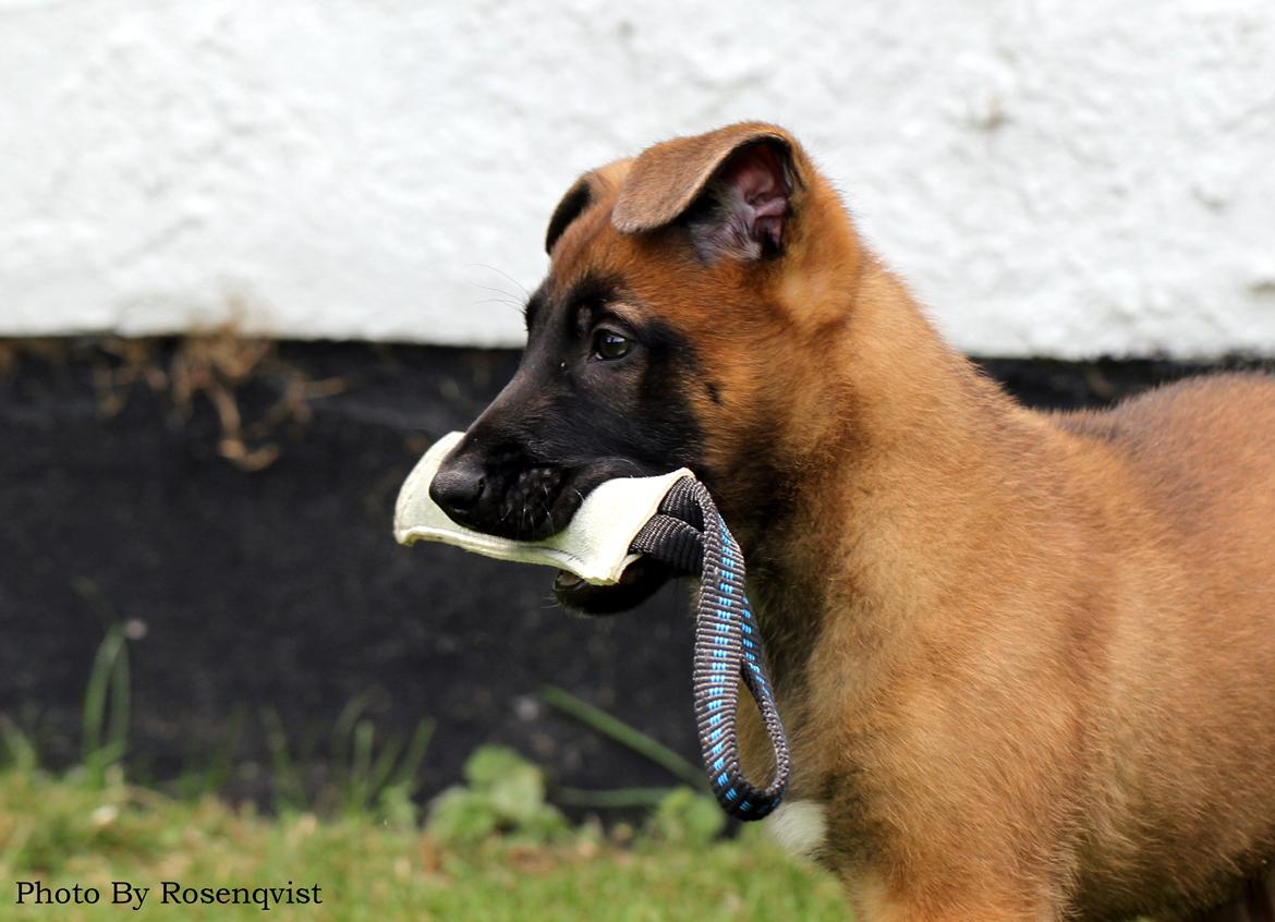 Malinois Mallesmedens 007 (kaldenavn: Ecco). billede 17