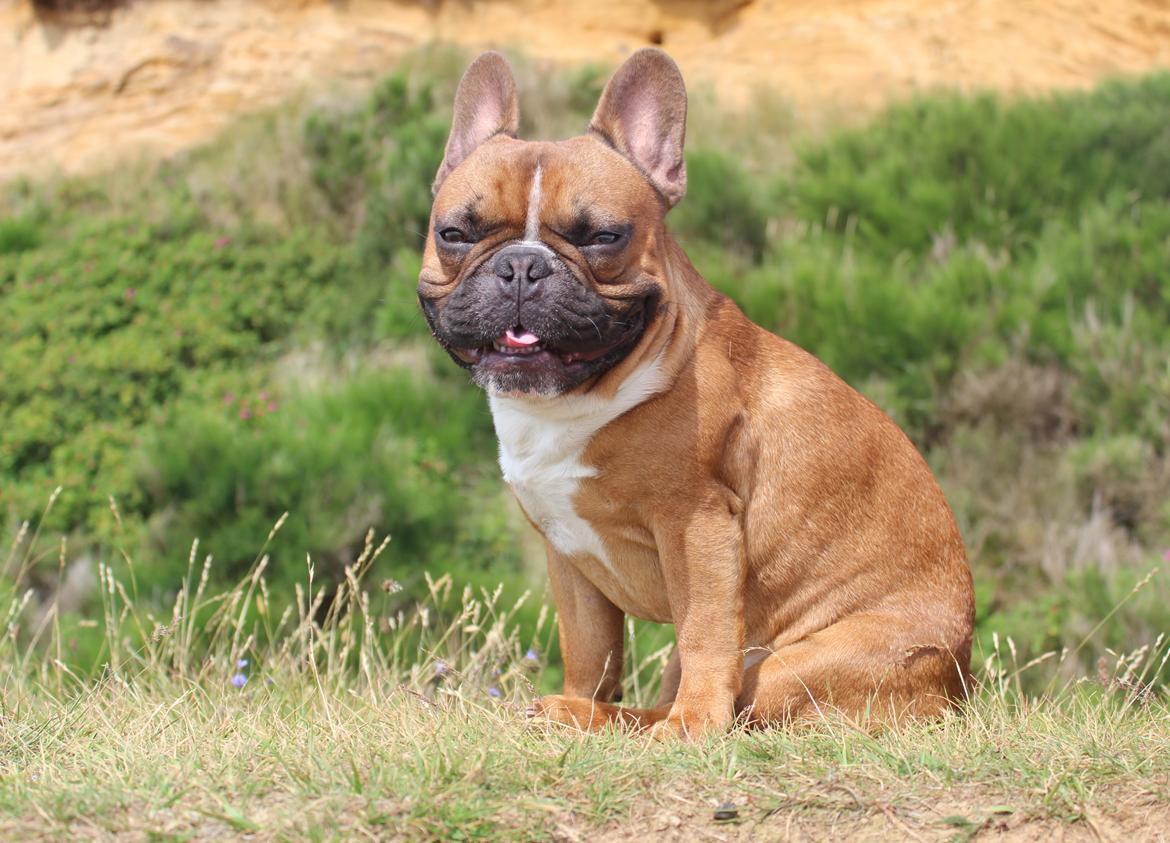 Fransk bulldog Arnold billede 19