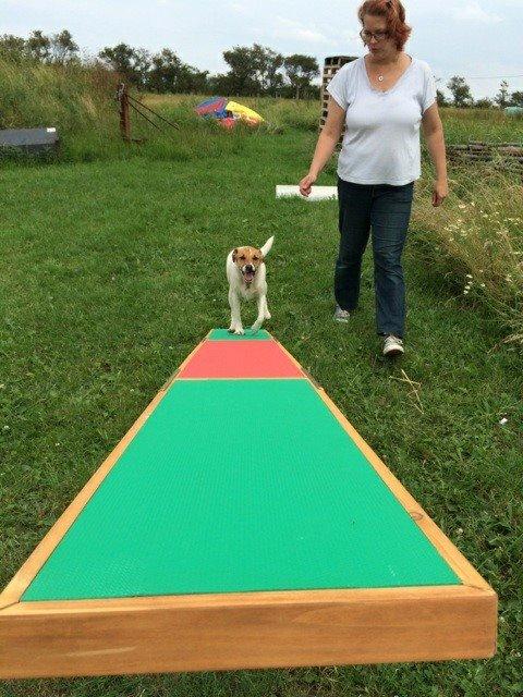 Dansk svensk gaardhund Otto - Otto på vippen billede 30