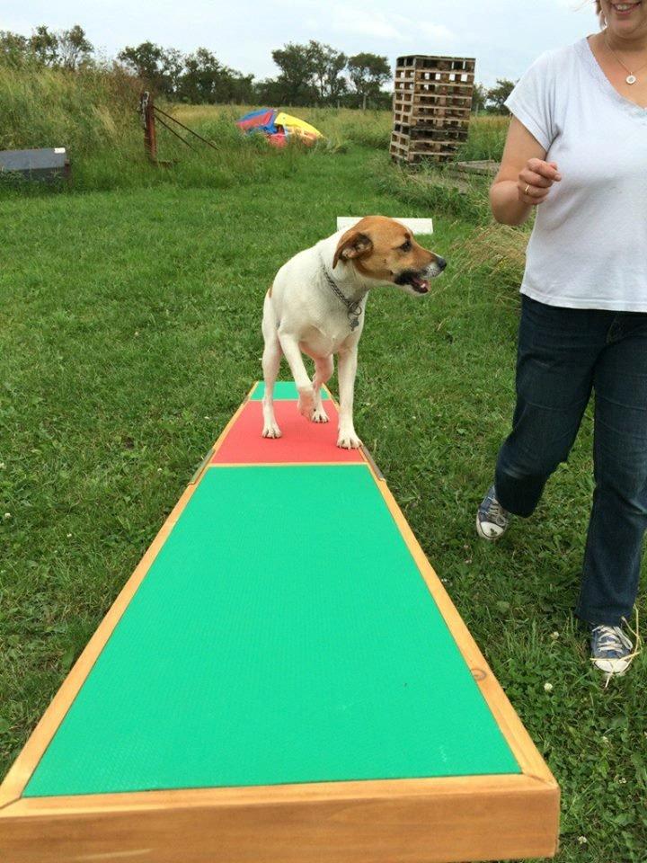 Dansk svensk gaardhund Otto - Otto på vores nye, "rigtige" vippe. Han er så dygtig!! billede 31