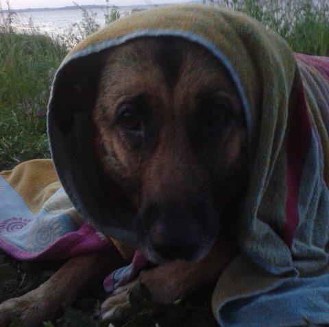 Schæferhund Luka billede 11