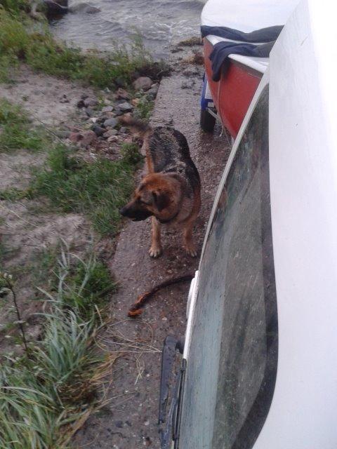 Schæferhund Luka billede 12