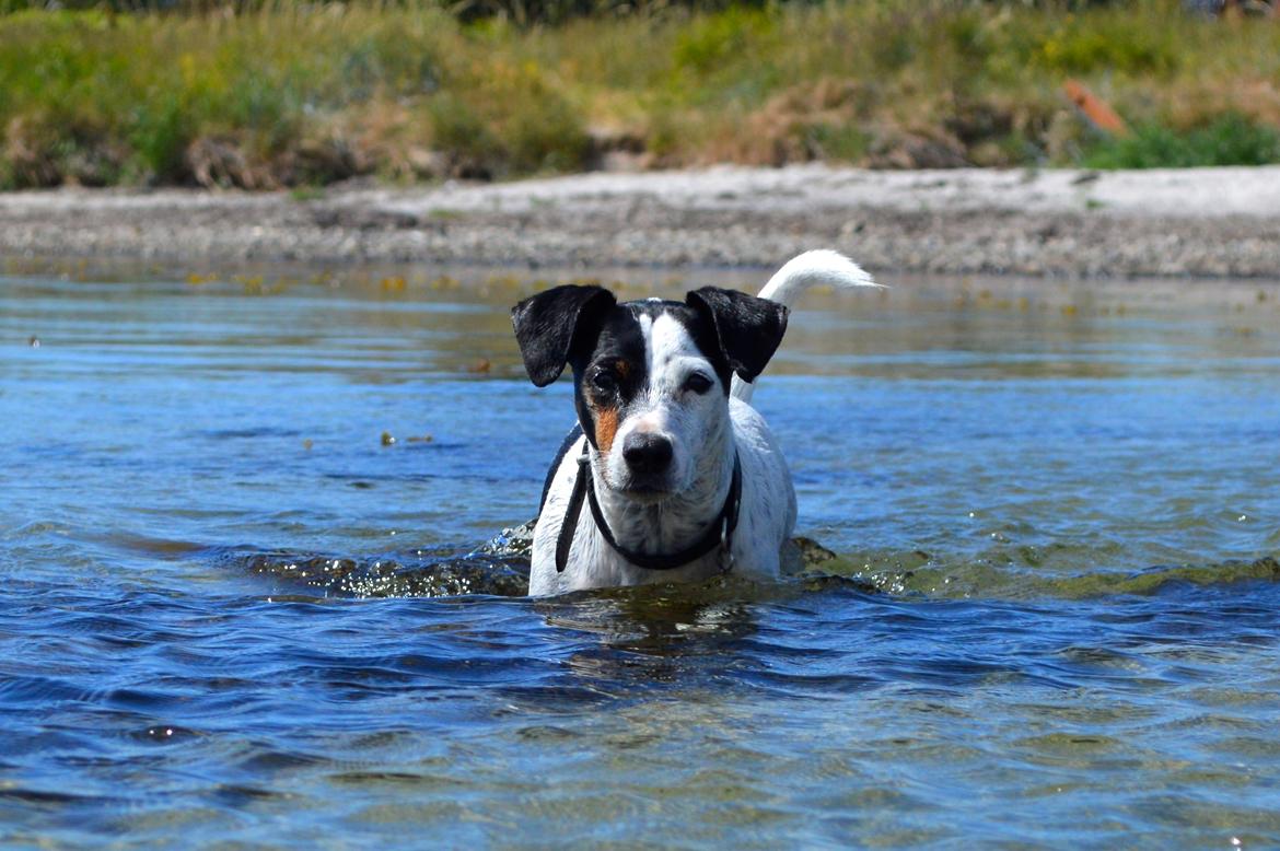Dansk svensk gaardhund Sniffer [Bedste ven] - Sniffer i fjorden på en meget varm dag, sommer 2014. billede 2