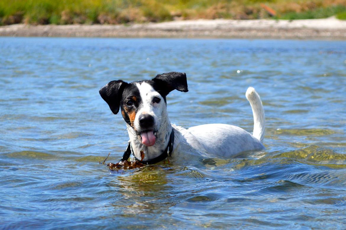 Dansk svensk gaardhund Sniffer [Bedste ven] - Saltvand, bvadr xD - Sommer 2014 billede 8