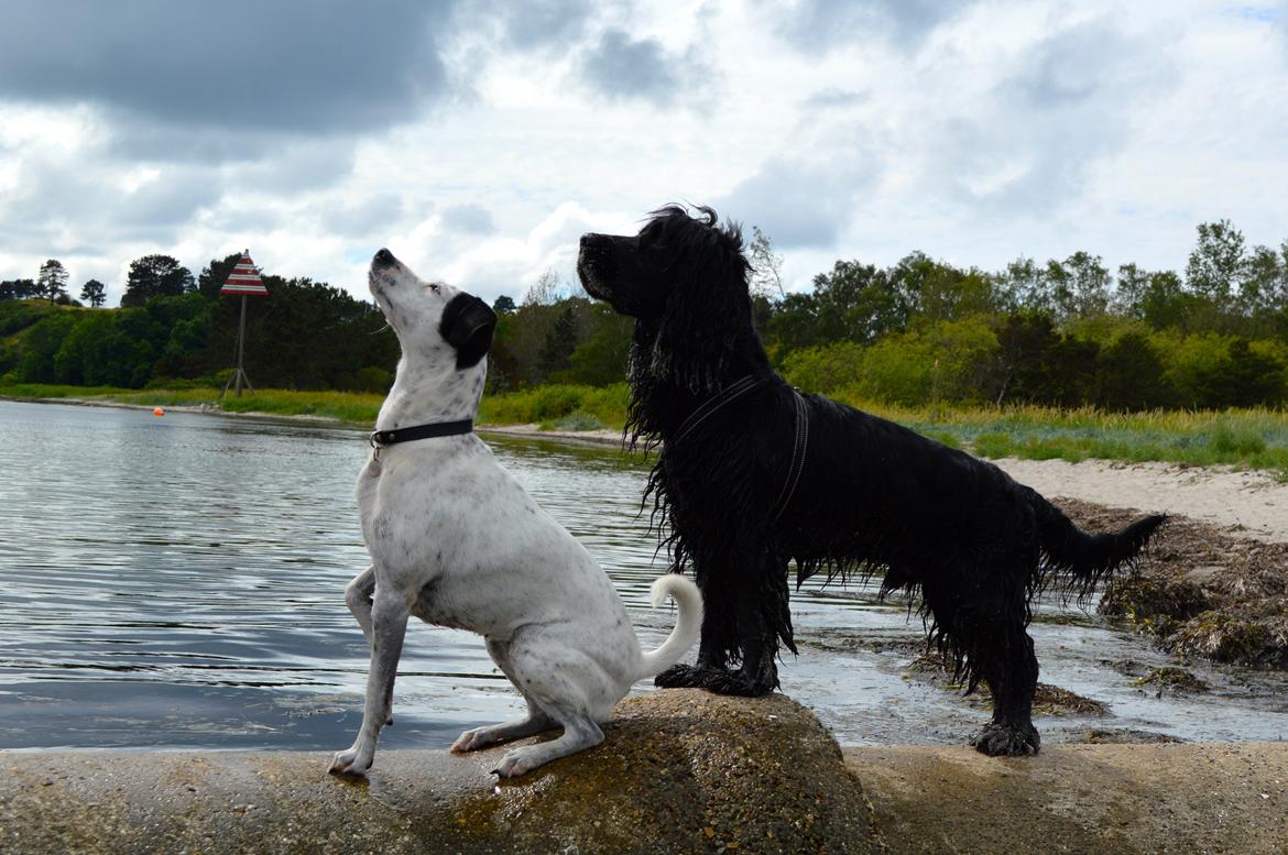Dansk svensk gaardhund Sniffer [Bedste ven] - Sommer 2014. billede 7
