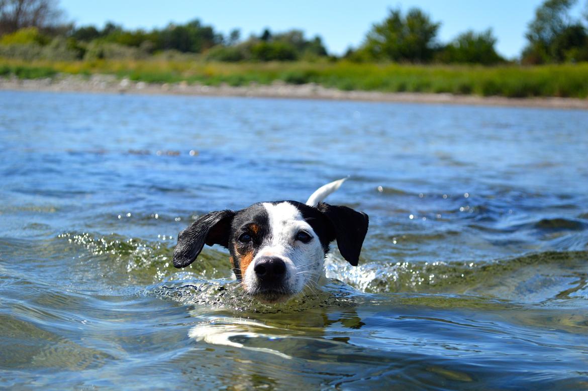 Dansk svensk gaardhund Sniffer [Bedste ven] - Sniffer på en af sine sjældne svømmeture i fjorden. - Sommer 2014 billede 10