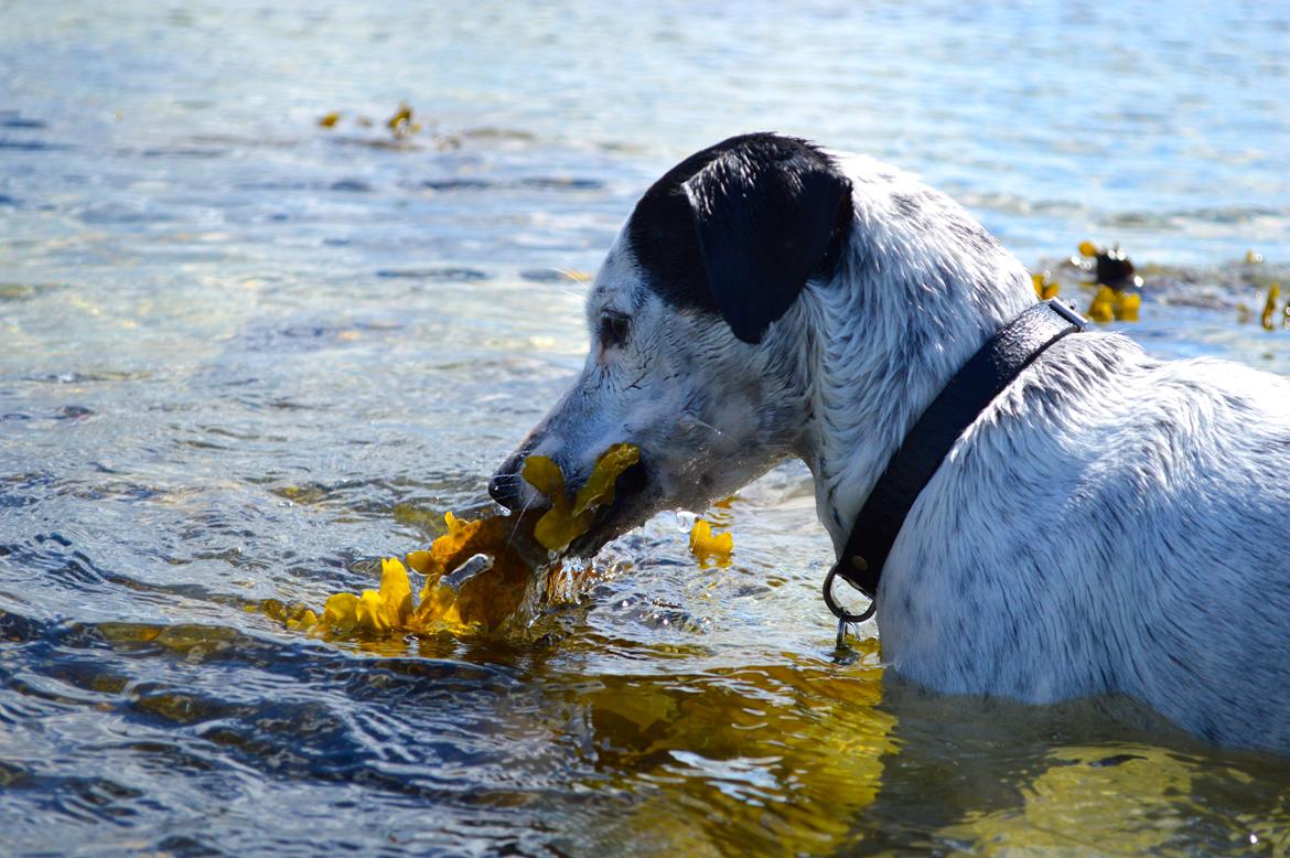 Dansk svensk gaardhund Sniffer [Bedste ven] - HAPS billede 12