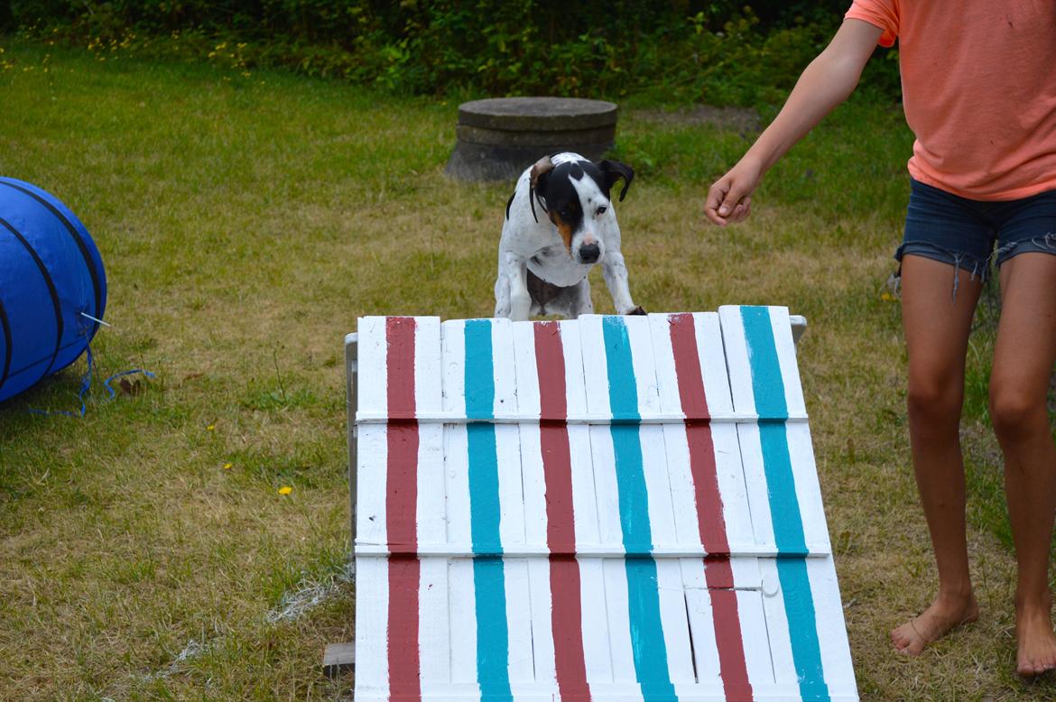 Dansk svensk gaardhund Sniffer [Bedste ven] - Sniffer sprøver min nye hjemmelavede rampetingest xD - Sommer 2014 billede 9