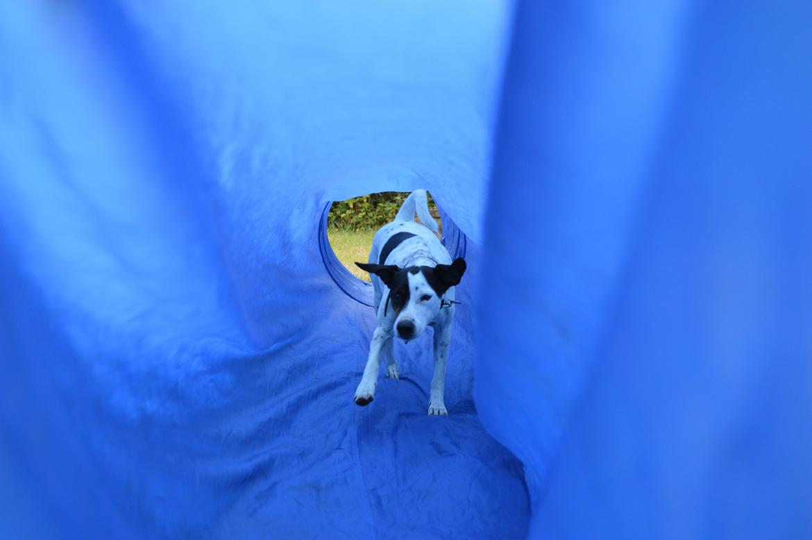 Dansk svensk gaardhund Sniffer [Bedste ven] billede 11