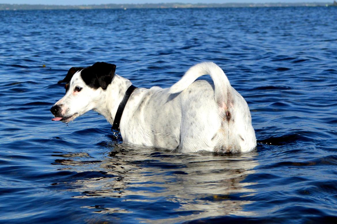 Dansk svensk gaardhund Sniffer [Bedste ven] - Sommer 2014 billede 14