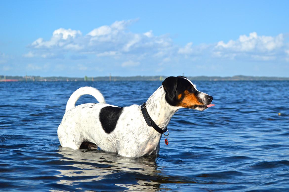 Dansk svensk gaardhund Sniffer [Bedste ven] - Sommer 2014 billede 15