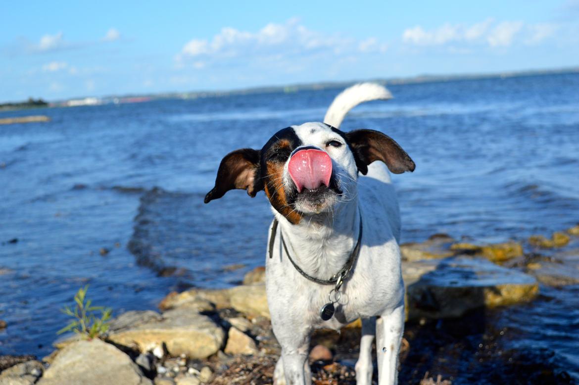 Dansk svensk gaardhund Sniffer [Bedste ven] - HALLØJ billede 1