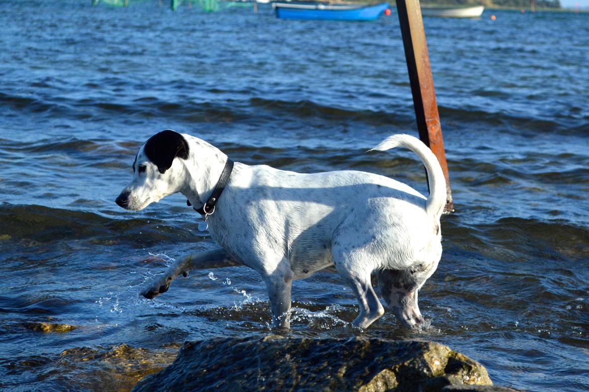 Dansk svensk gaardhund Sniffer [Bedste ven] - Spanske skridt? xD - Sommer 2014 billede 13