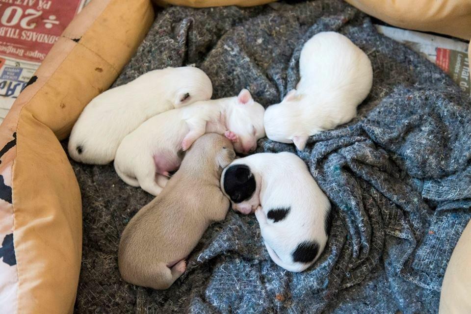 Chihuahua Zip billede 3