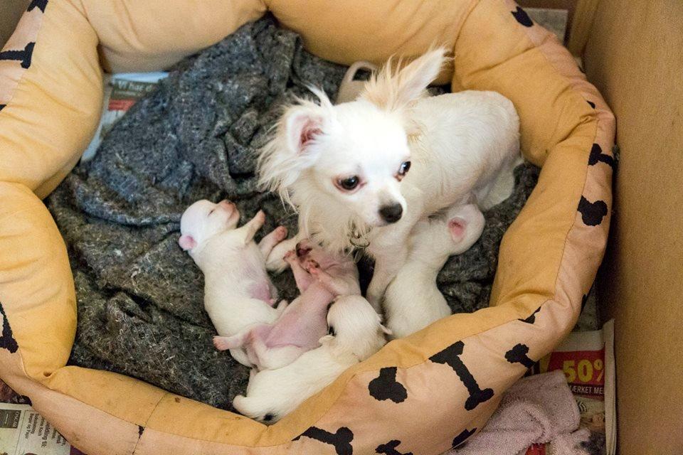 Chihuahua Zip billede 2