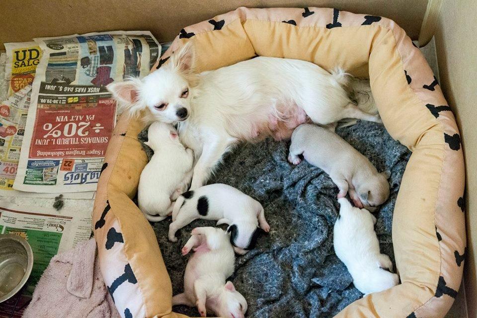 Chihuahua Zip billede 5