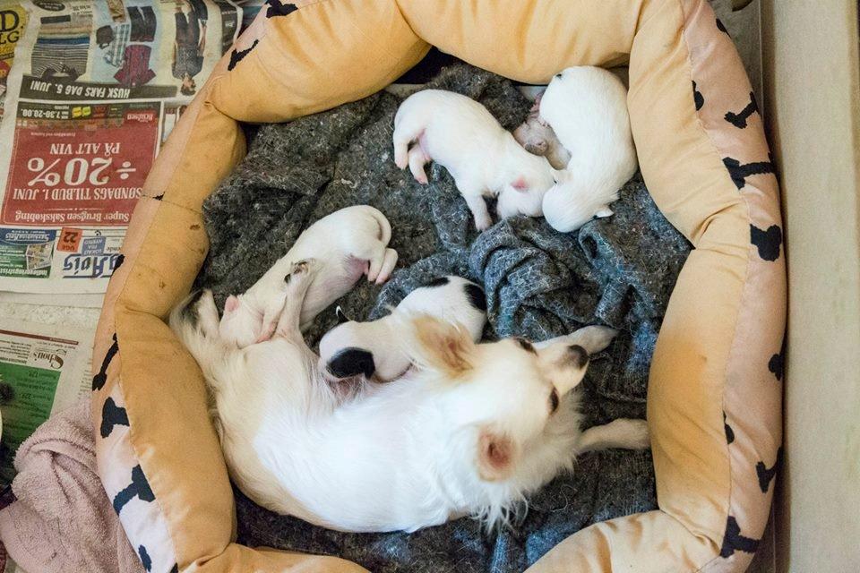 Chihuahua Zip billede 4