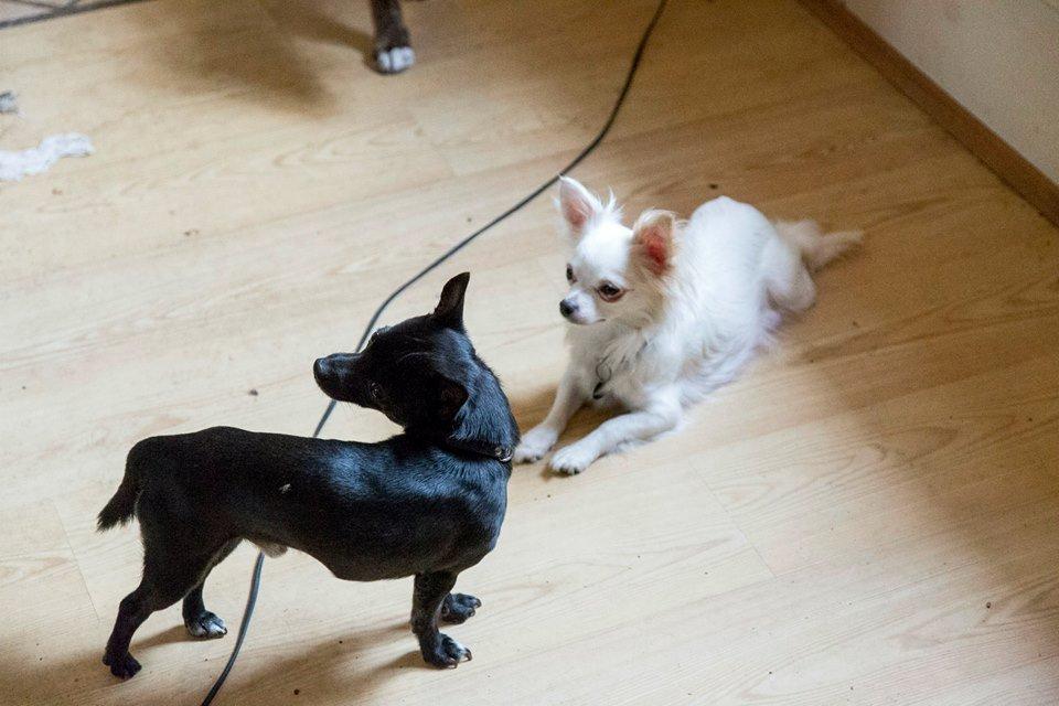 Chihuahua Zip billede 1