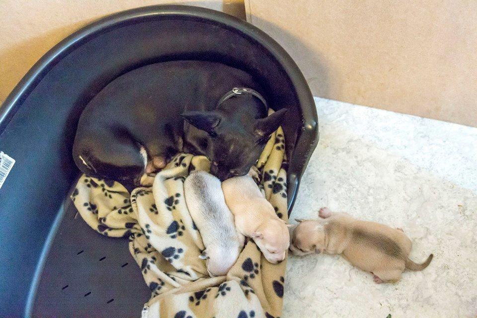 Blanding af racer Baby billede 4