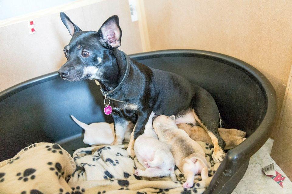 Blanding af racer Baby billede 1