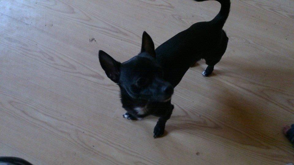 Chihuahua Tico billede 4