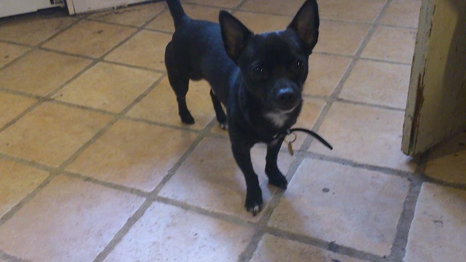 Chihuahua Tico billede 1