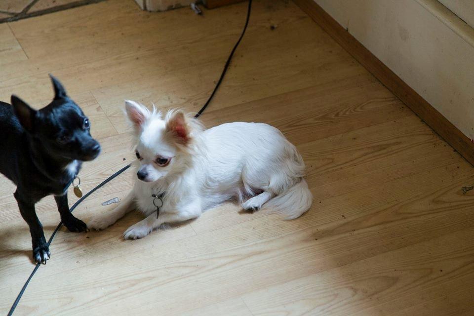 Chihuahua Tico billede 5