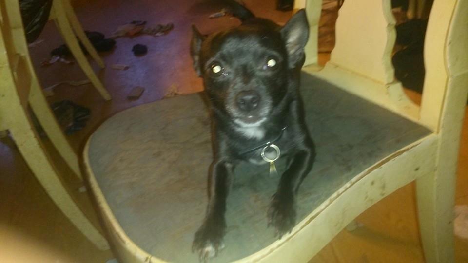 Chihuahua Tico billede 3