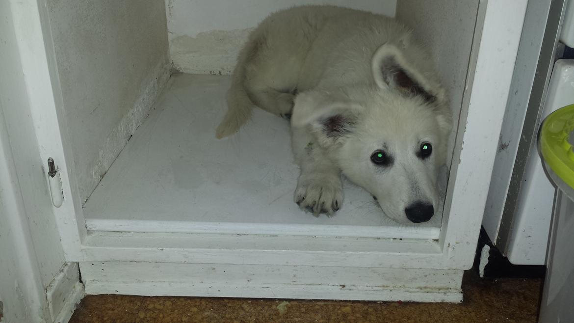 Hvid schæfer Balou billede 9