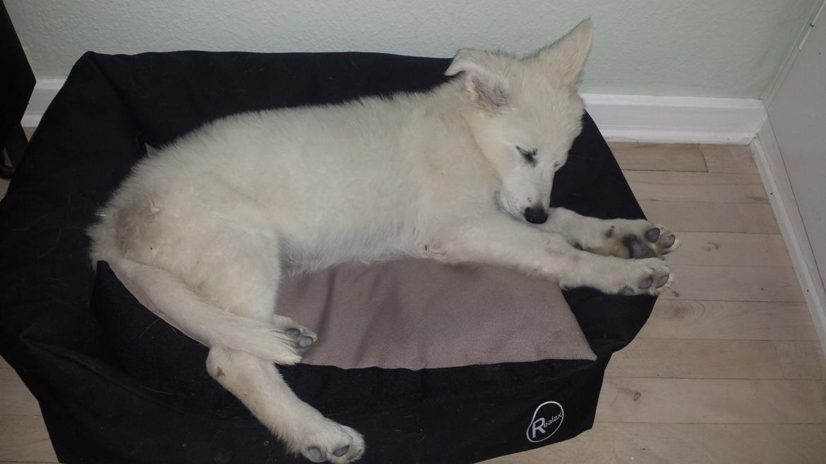 Hvid schæfer Balou billede 10