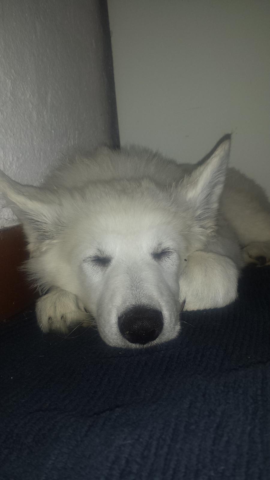 Hvid schæfer Balou billede 11