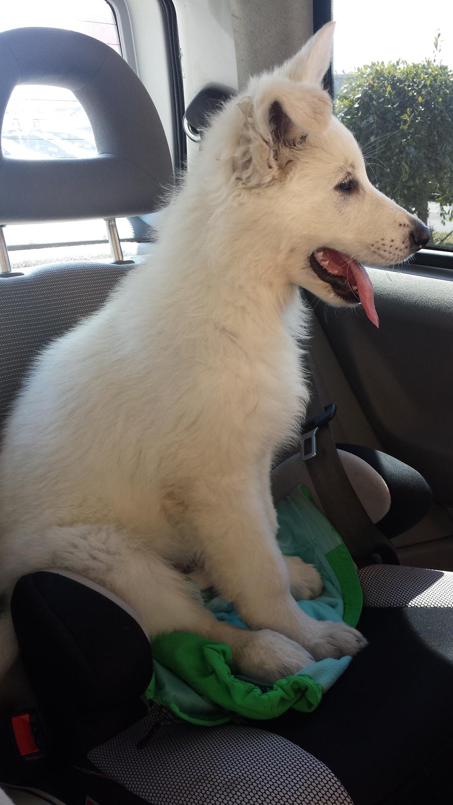 Hvid schæfer Balou billede 12