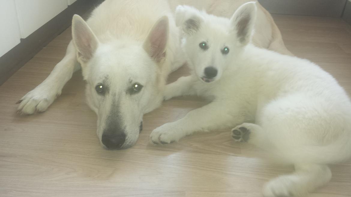 Hvid schæfer Balou billede 13