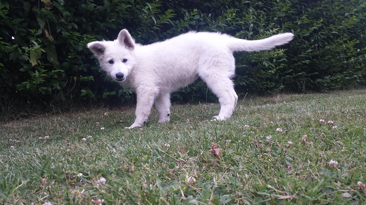 Hvid schæfer Balou billede 14