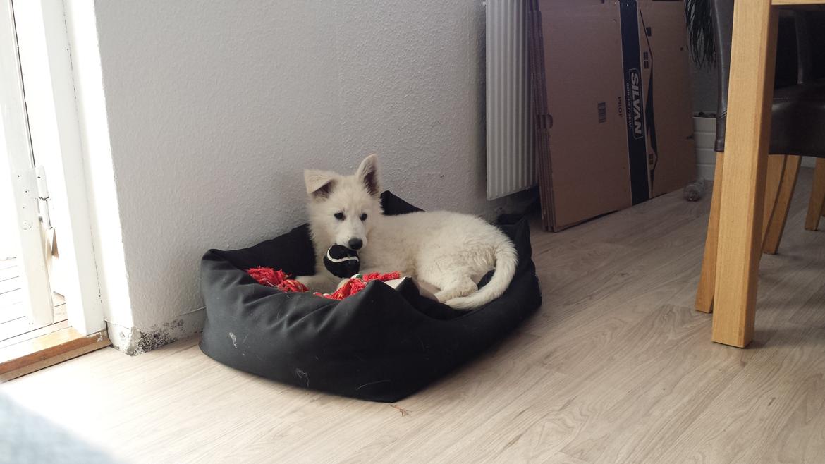 Hvid schæfer Balou billede 15