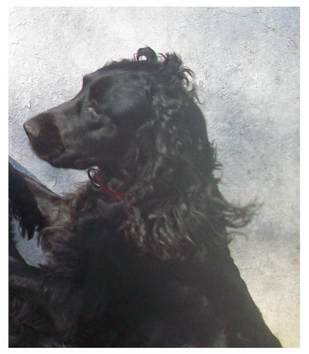 Cocker spaniel Rosa billede 15