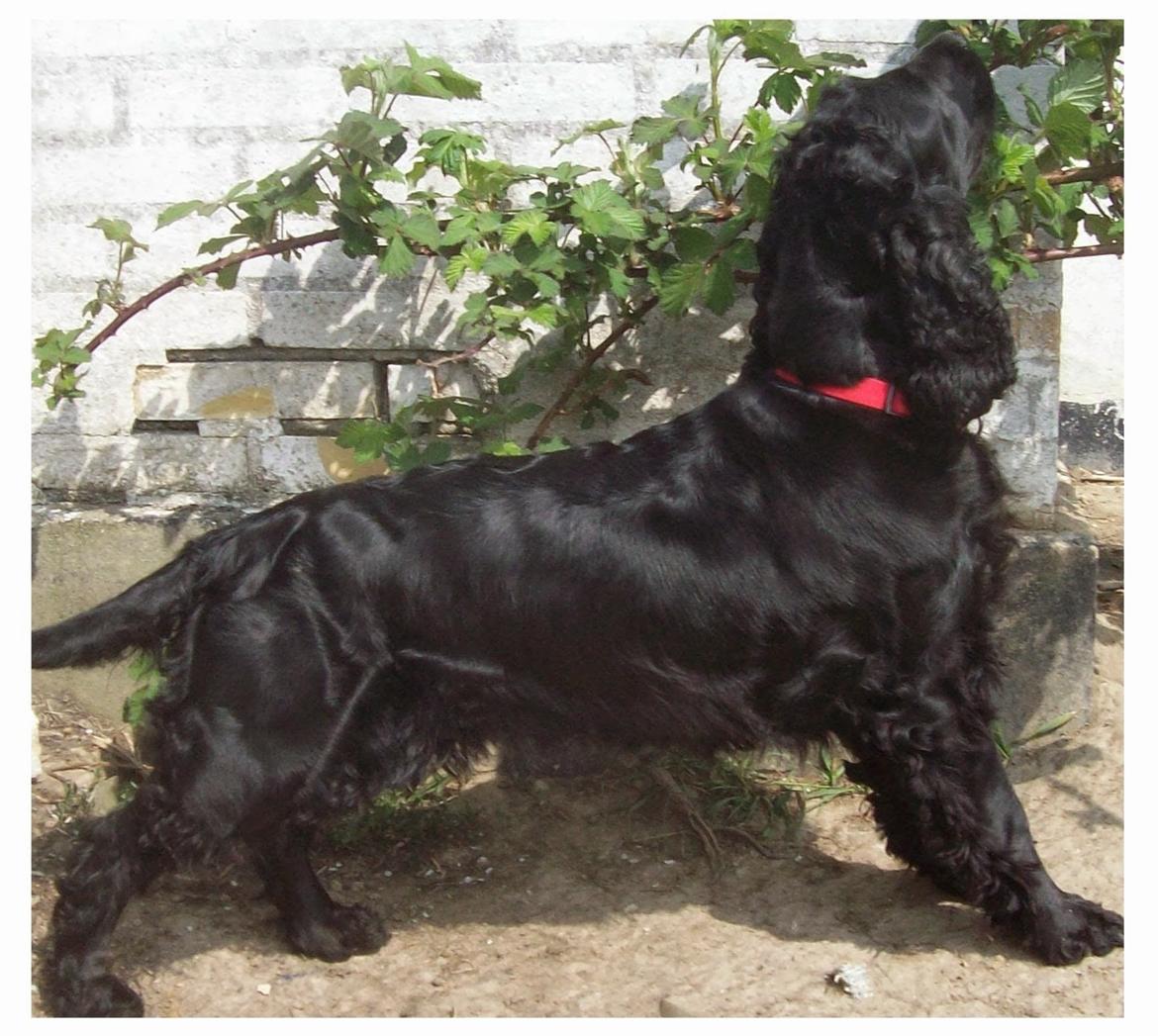 Cocker spaniel Rosa billede 16
