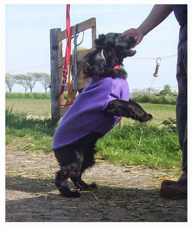 Cocker spaniel Rosa billede 17