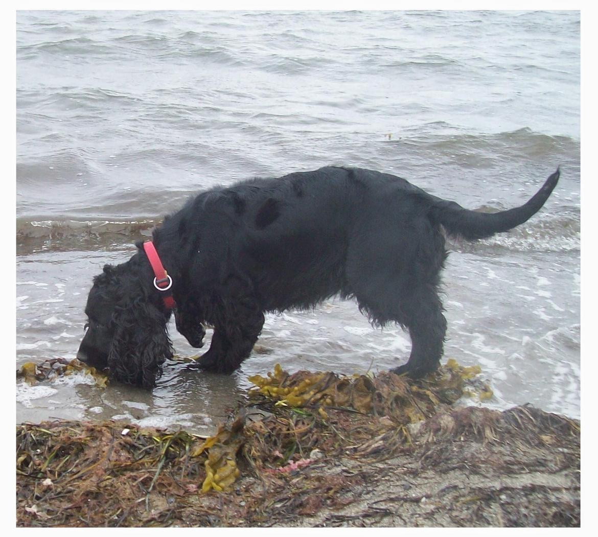 Cocker spaniel Rosa billede 18