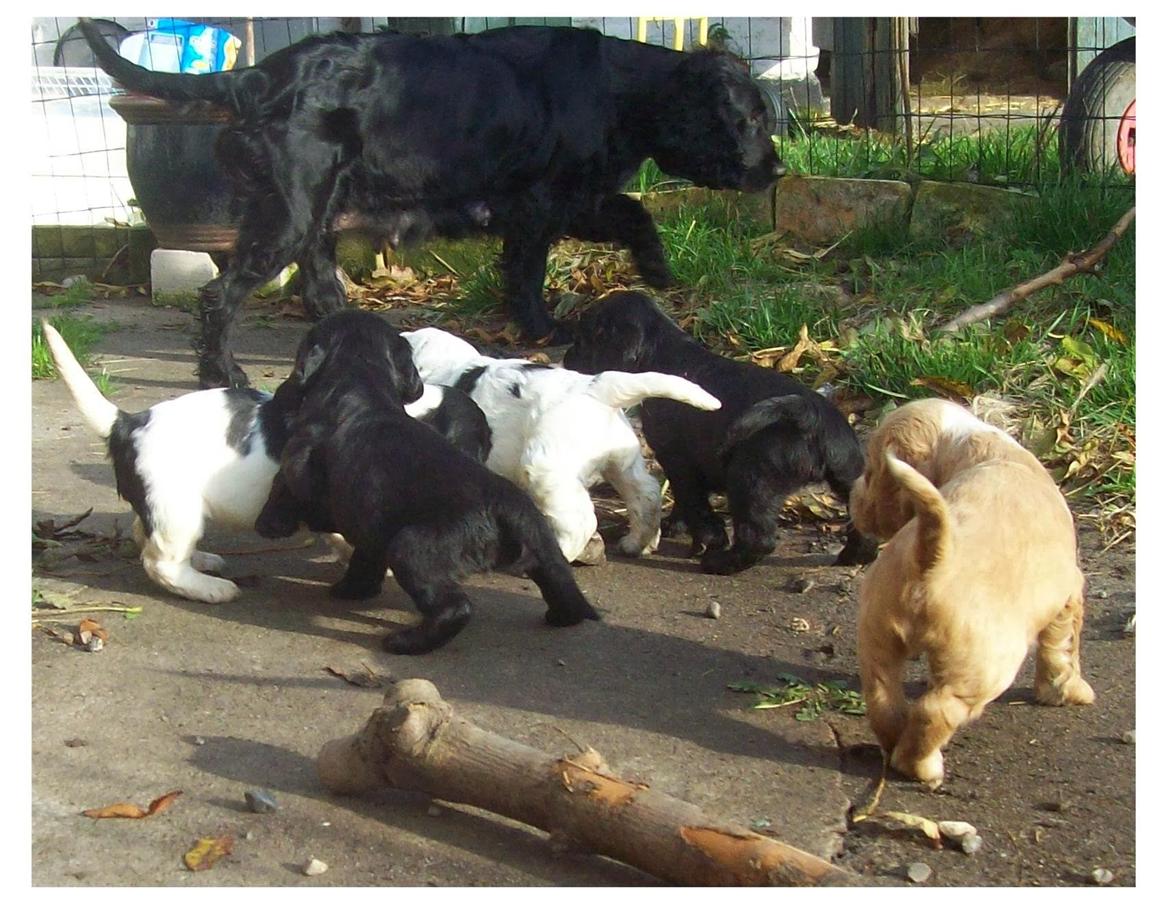 Cocker spaniel Rosa - Rosa med sit 2. og sidste kuld hvalpe. billede 19