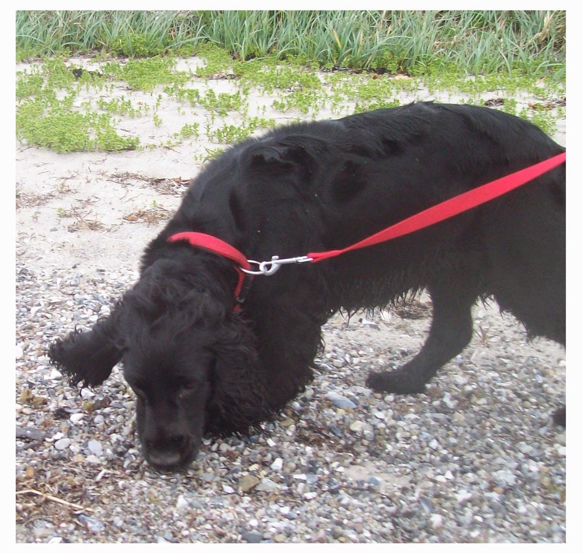 Cocker spaniel Rosa billede 20