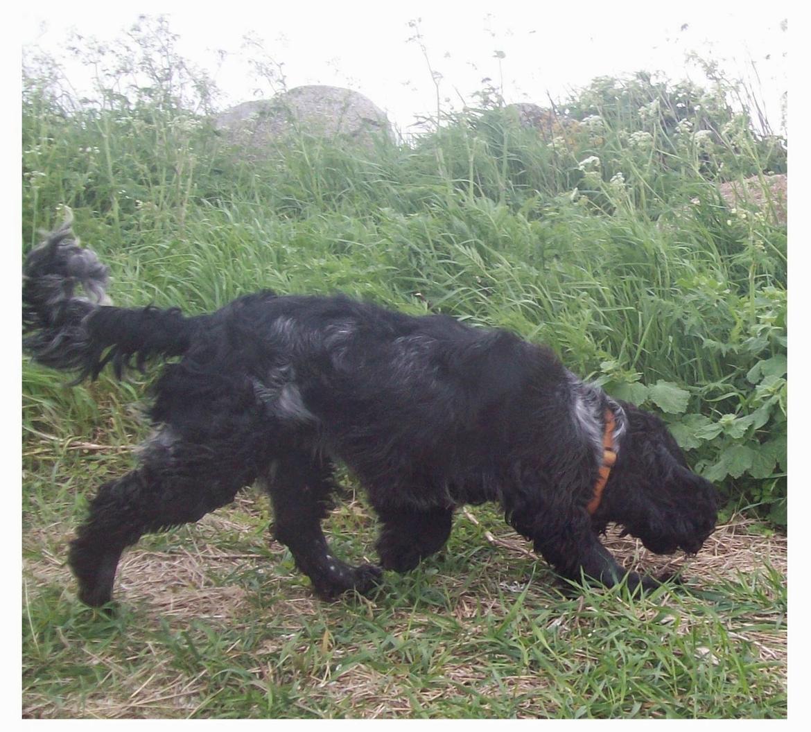 Cocker spaniel Tanja billede 9