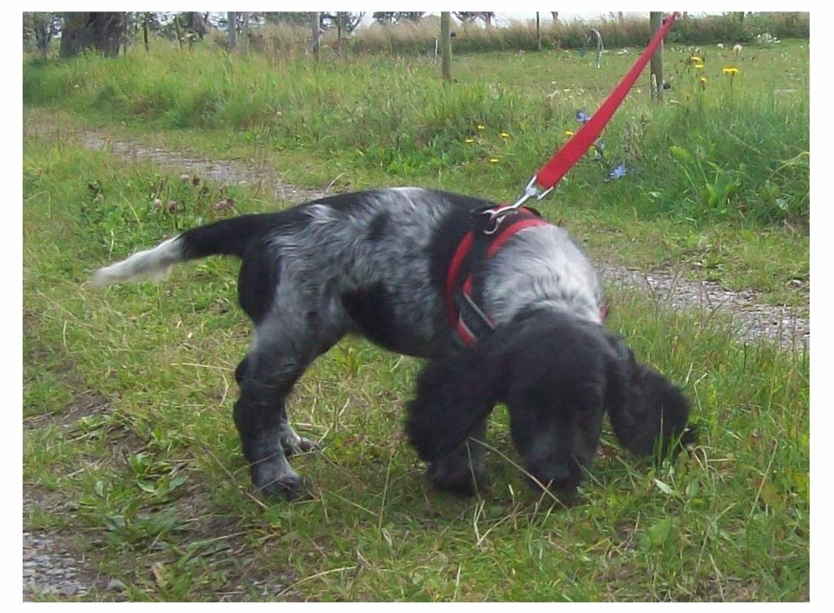 Cocker spaniel Tanja billede 10