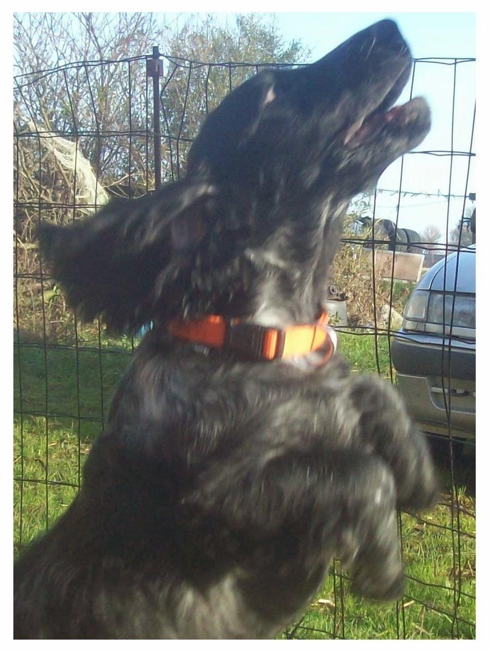 Cocker spaniel Tanja billede 11